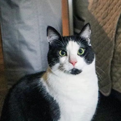 The Purr-Fect Cat Sitter For You