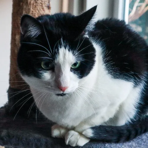 The Purr-Fect Cat Sitter For You