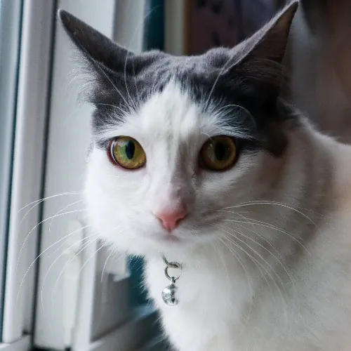 The Purr-Fect Cat Sitter For You