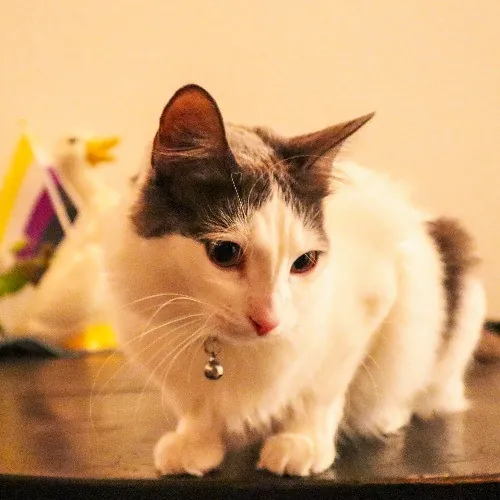 The Purr-Fect Cat Sitter For You