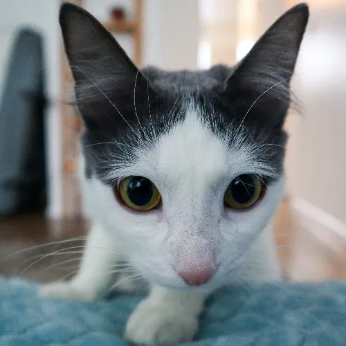 The Purr-Fect Cat Sitter For You