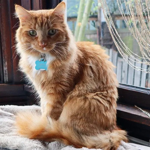 The Purr-Fect Cat Sitter For You