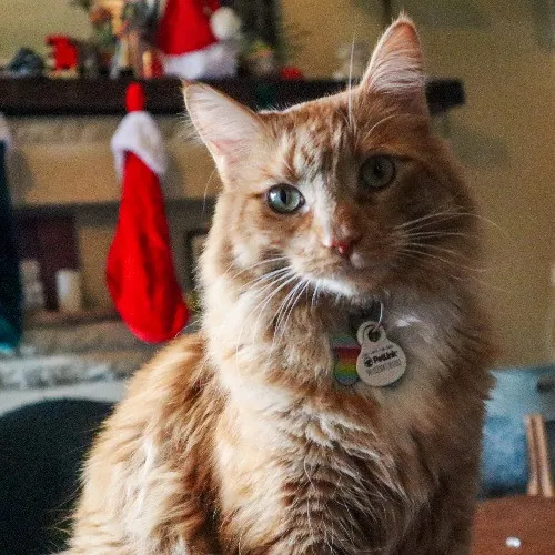 The Purr-Fect Cat Sitter For You