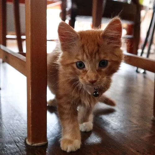 The Purr-Fect Cat Sitter For You