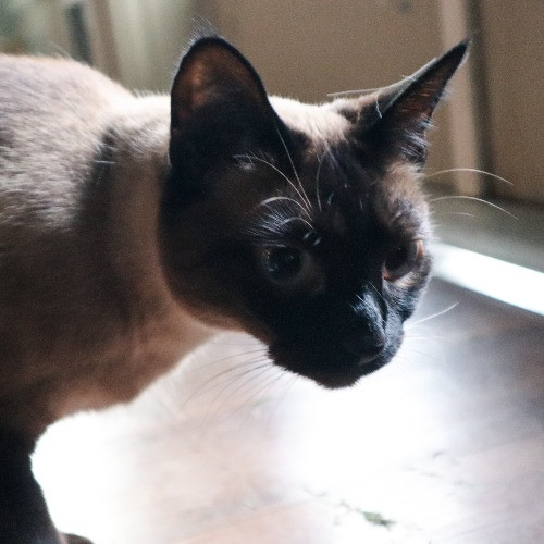 The Purr-Fect Cat Sitter For You