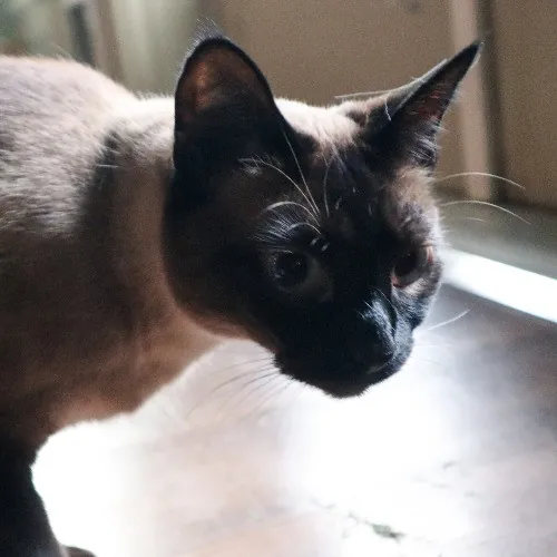 The Purr-Fect Cat Sitter For You