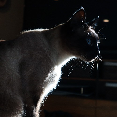 The Purr-Fect Cat Sitter For You