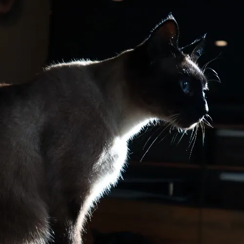 The Purr-Fect Cat Sitter For You