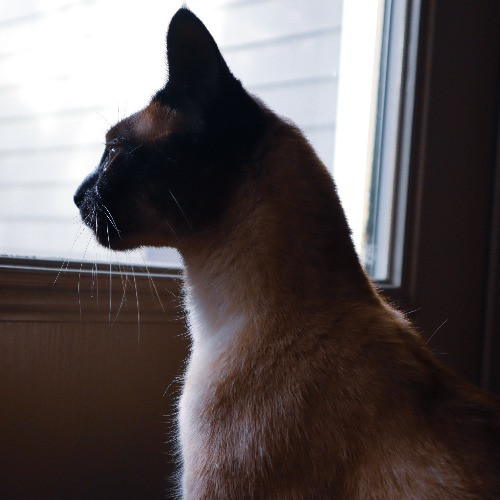 The Purr-Fect Cat Sitter For You