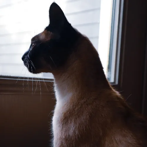 The Purr-Fect Cat Sitter For You