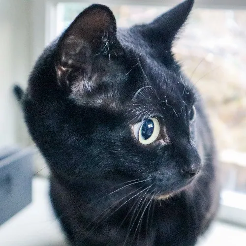 The Purr-Fect Cat Sitter For You