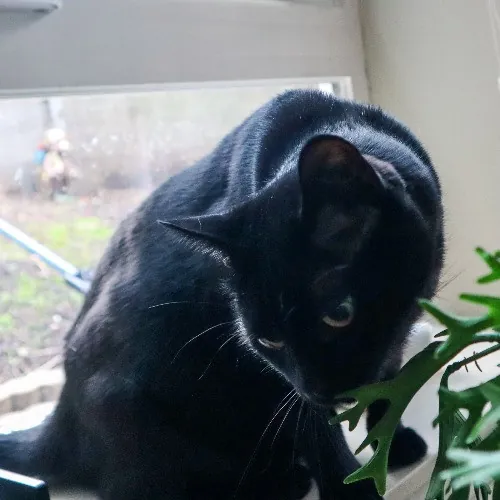 The Purr-Fect Cat Sitter For You