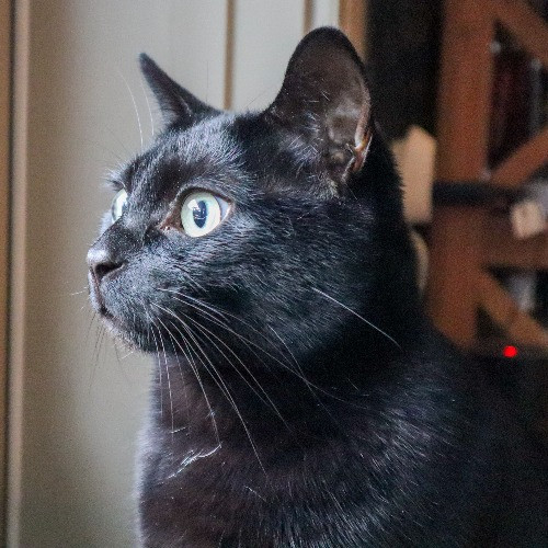 The Purr-Fect Cat Sitter For You