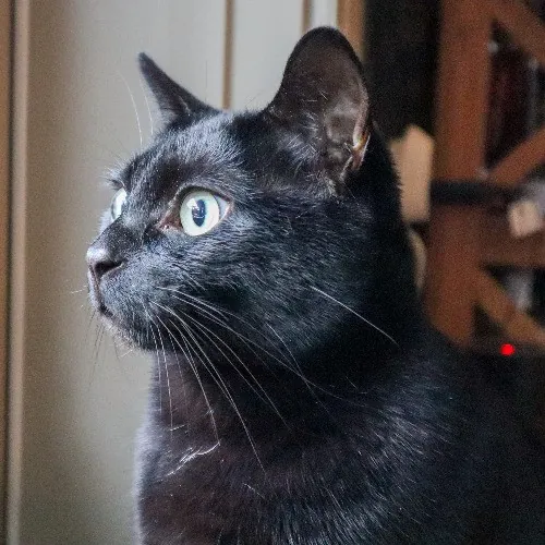 The Purr-Fect Cat Sitter For You