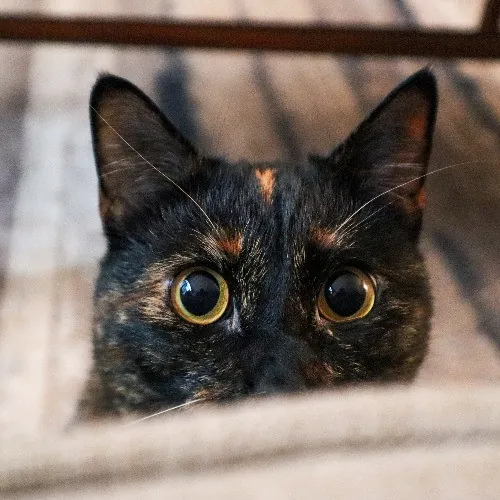 The Purr-Fect Cat Sitter For You