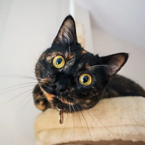 The Purr-Fect Cat Sitter For You