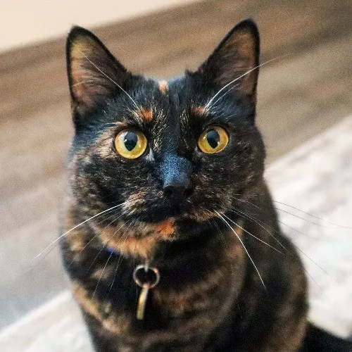 The Purr-Fect Cat Sitter For You