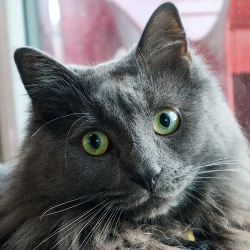 The Purr-Fect Cat Sitter For You