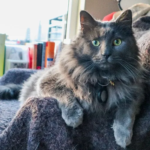 The Purr-Fect Cat Sitter For You