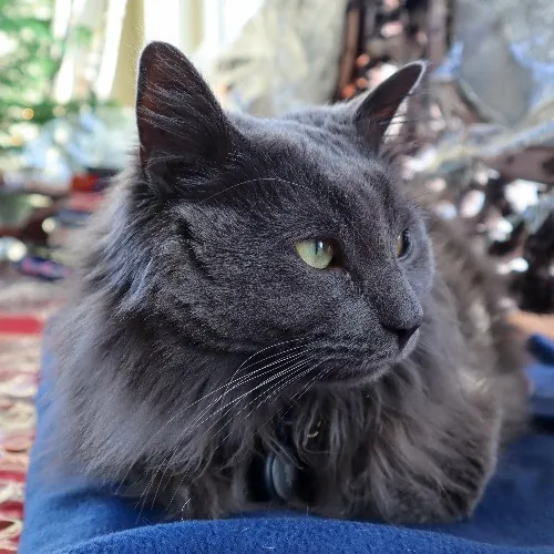 The Purr-Fect Cat Sitter For You