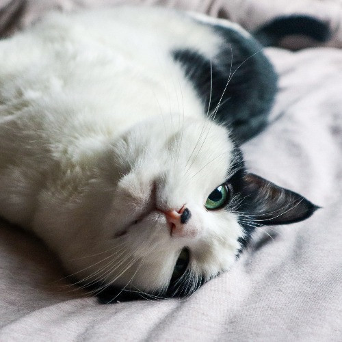 The Purr-Fect Cat Sitter For You