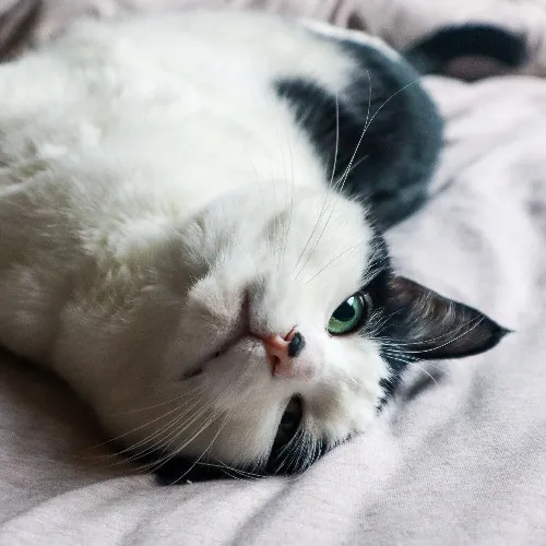 The Purr-Fect Cat Sitter For You