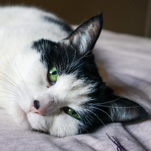 The Purr-Fect Cat Sitter For You