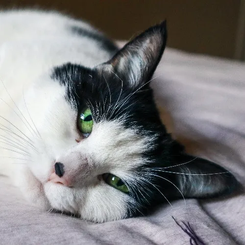 The Purr-Fect Cat Sitter For You