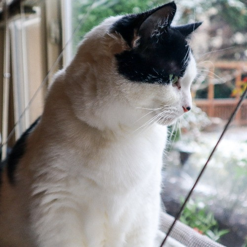 The Purr-Fect Cat Sitter For You