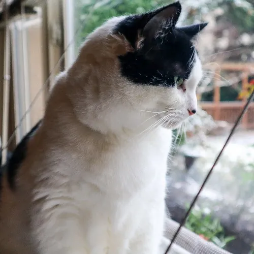 The Purr-Fect Cat Sitter For You