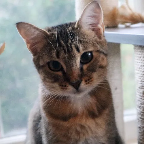 The Purr-Fect Cat Sitter For You