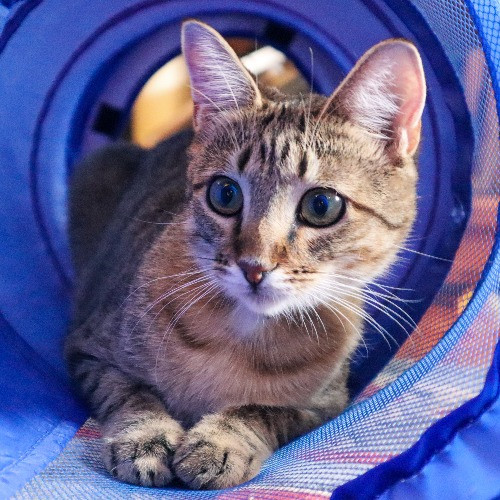 The Purr-Fect Cat Sitter For You
