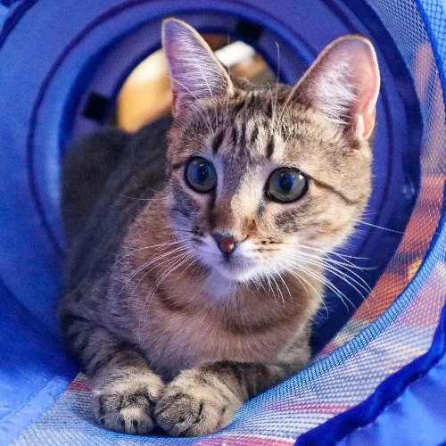 The Purr-Fect Cat Sitter For You