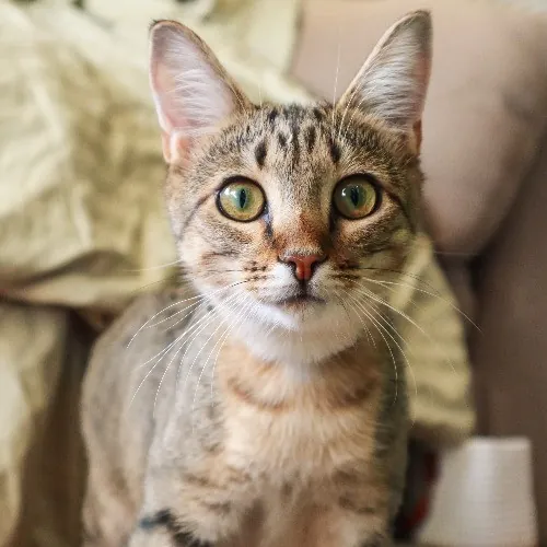 The Purr-Fect Cat Sitter For You