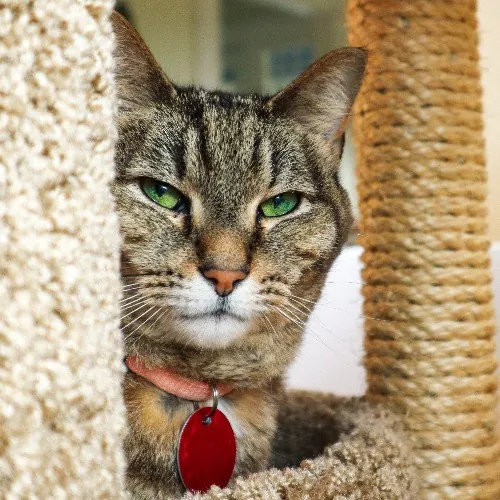 The Purr-Fect Cat Sitter For You