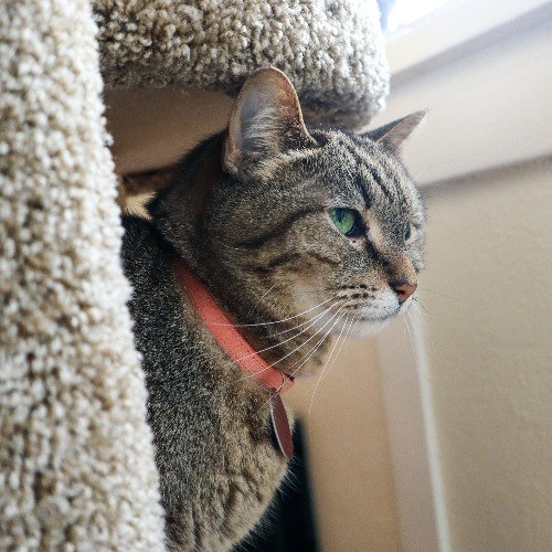 The Purr-Fect Cat Sitter For You
