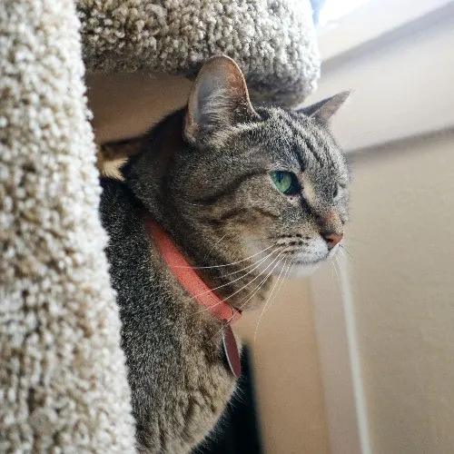 The Purr-Fect Cat Sitter For You