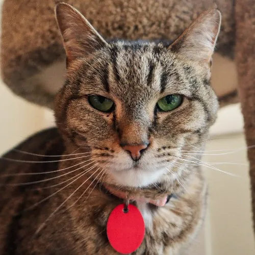 The Purr-Fect Cat Sitter For You