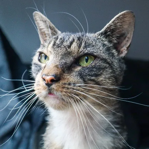 The Purr-Fect Cat Sitter For You