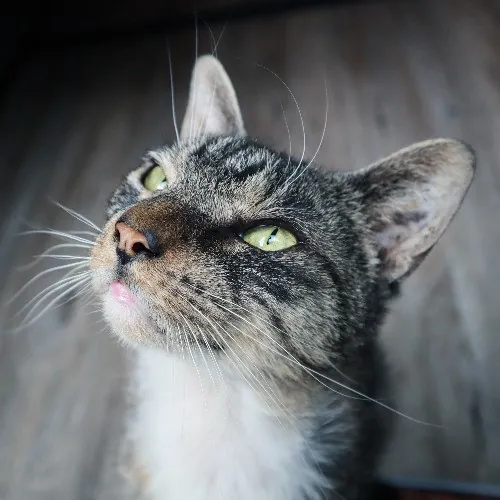 The Purr-Fect Cat Sitter For You