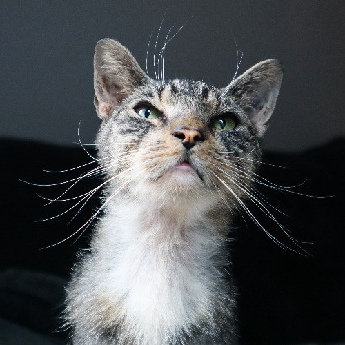 The Purr-Fect Cat Sitter For You
