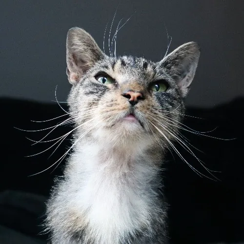 The Purr-Fect Cat Sitter For You