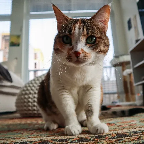 The Purr-Fect Cat Sitter For You