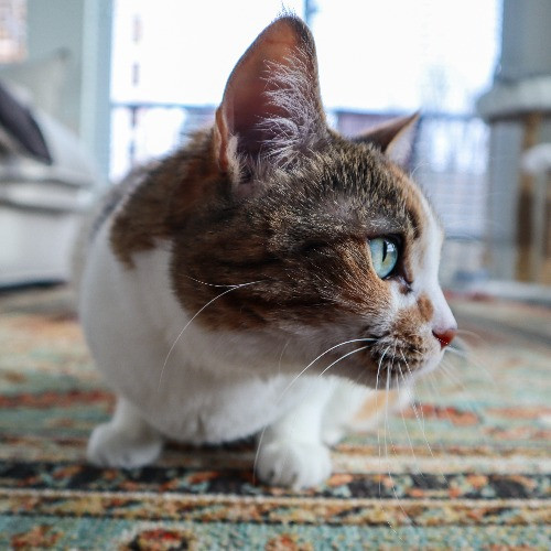The Purr-Fect Cat Sitter For You
