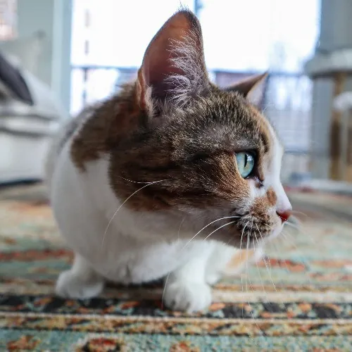 The Purr-Fect Cat Sitter For You