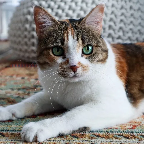 The Purr-Fect Cat Sitter For You