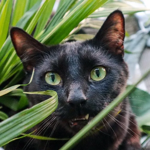 The Purr-Fect Cat Sitter For You