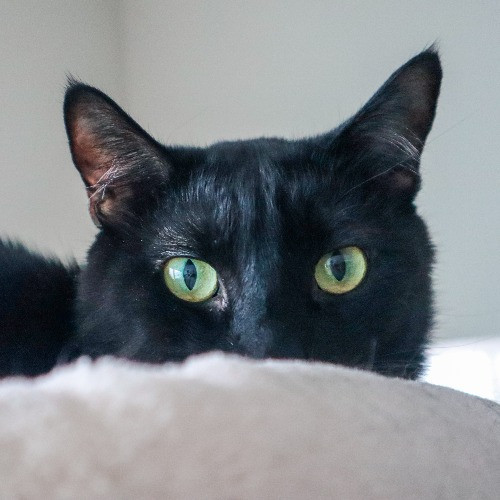 The Purr-Fect Cat Sitter For You