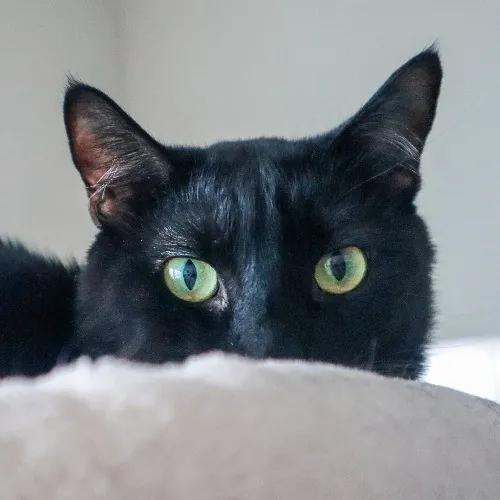 The Purr-Fect Cat Sitter For You