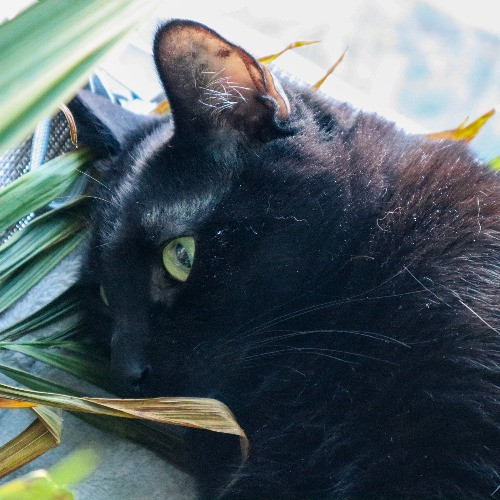 The Purr-Fect Cat Sitter For You